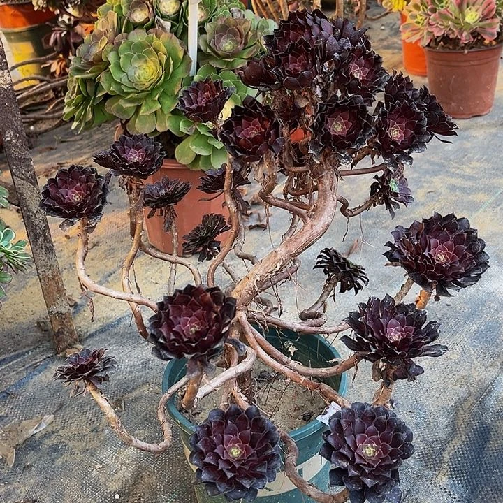 黑同法师一物一图33