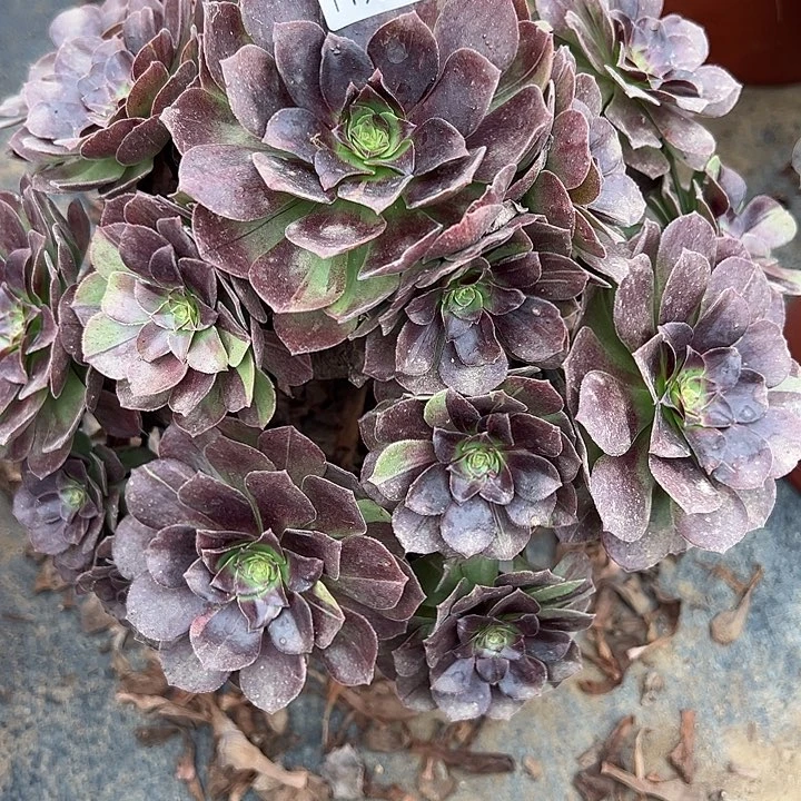 梁***.11.23-35黑美人多肉植物1