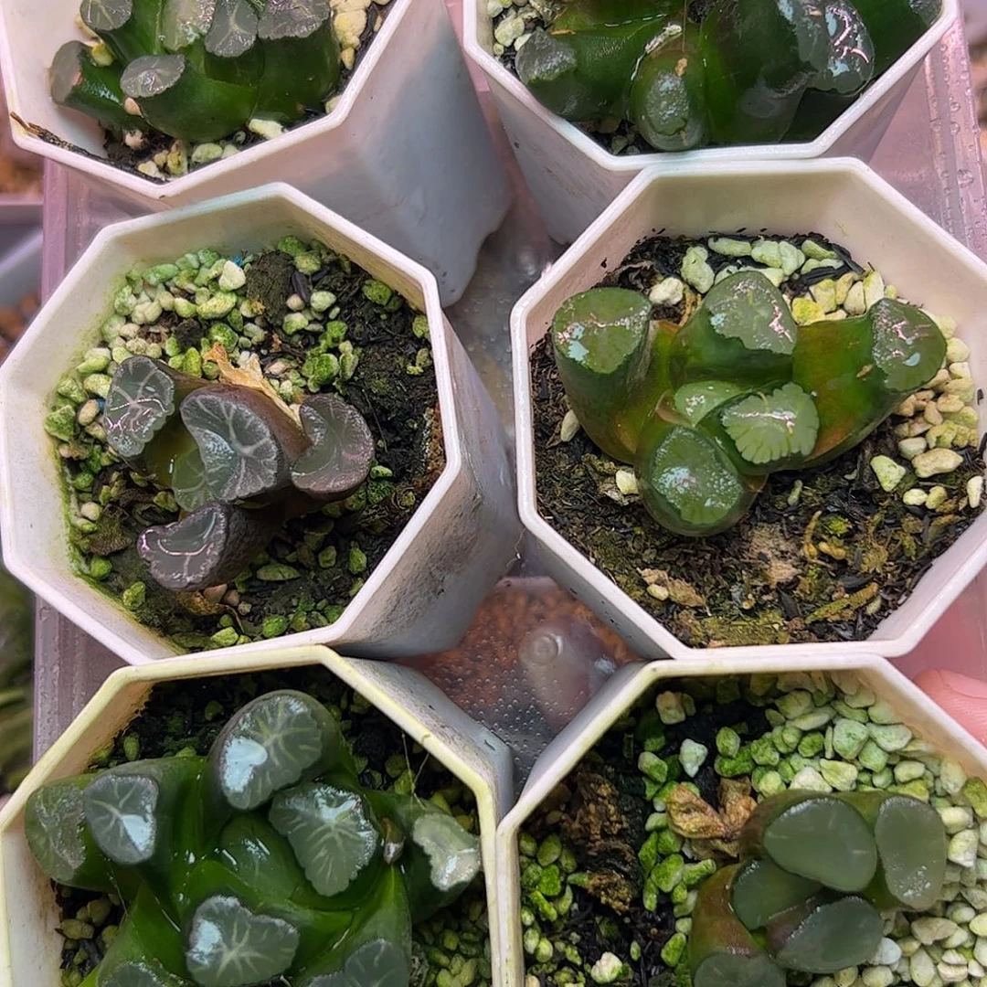 超值组合十二卷015