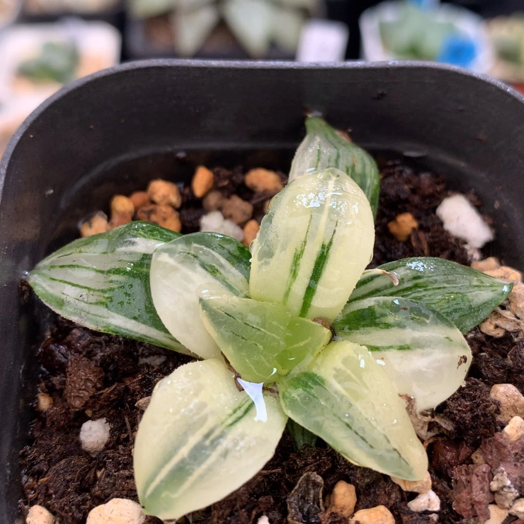 红纹寿锦，带盆发货