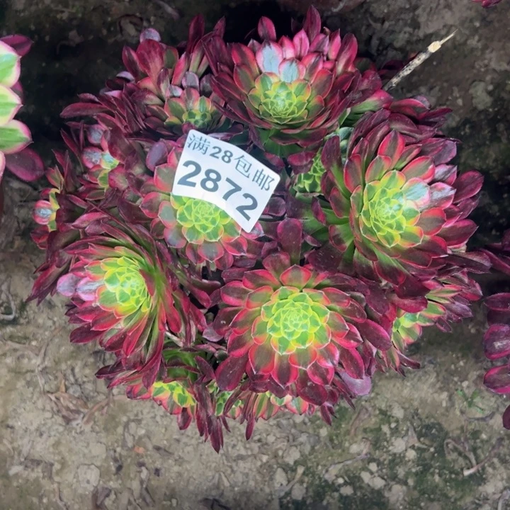 2872朝霞多肉植物