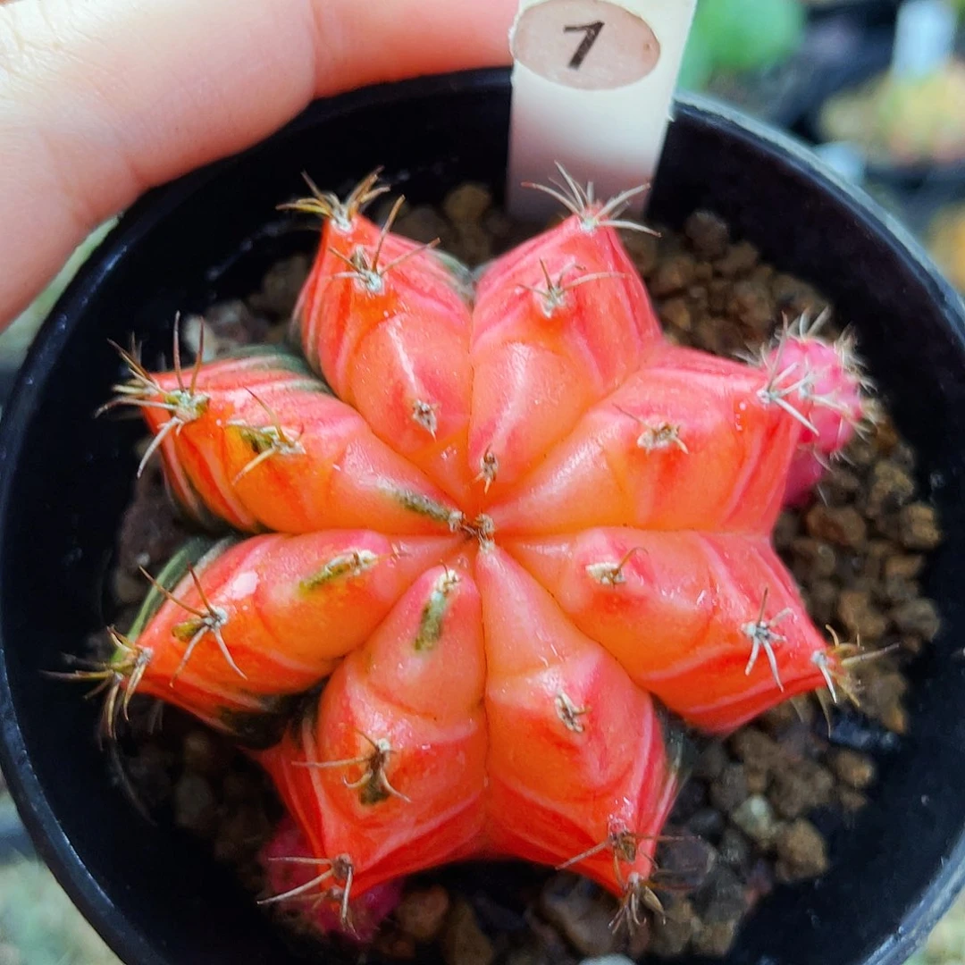 非偏远地区满25包邮仙人球裸根