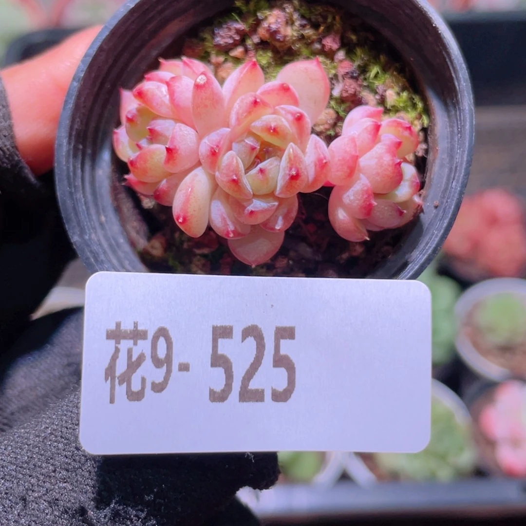 花利美9-525果汁