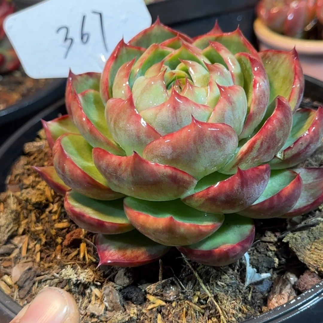 火焰拉丝惊鸿一物一拍包装收缩花旱367