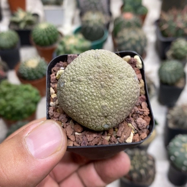 实生凝蹄玉特价福利