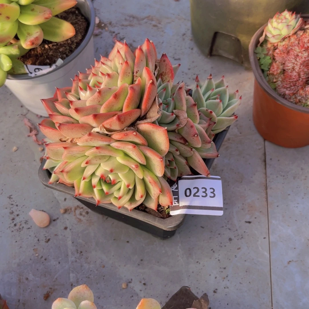 蓝龙杂多肉植物0233