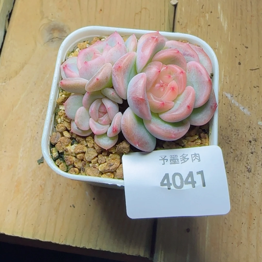 荔枝群，4041多肉植物