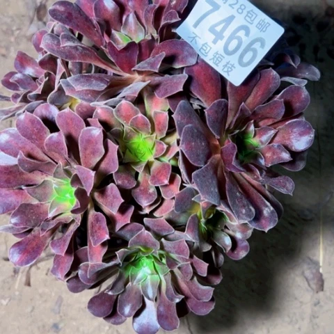 红日多肉植物法师7466