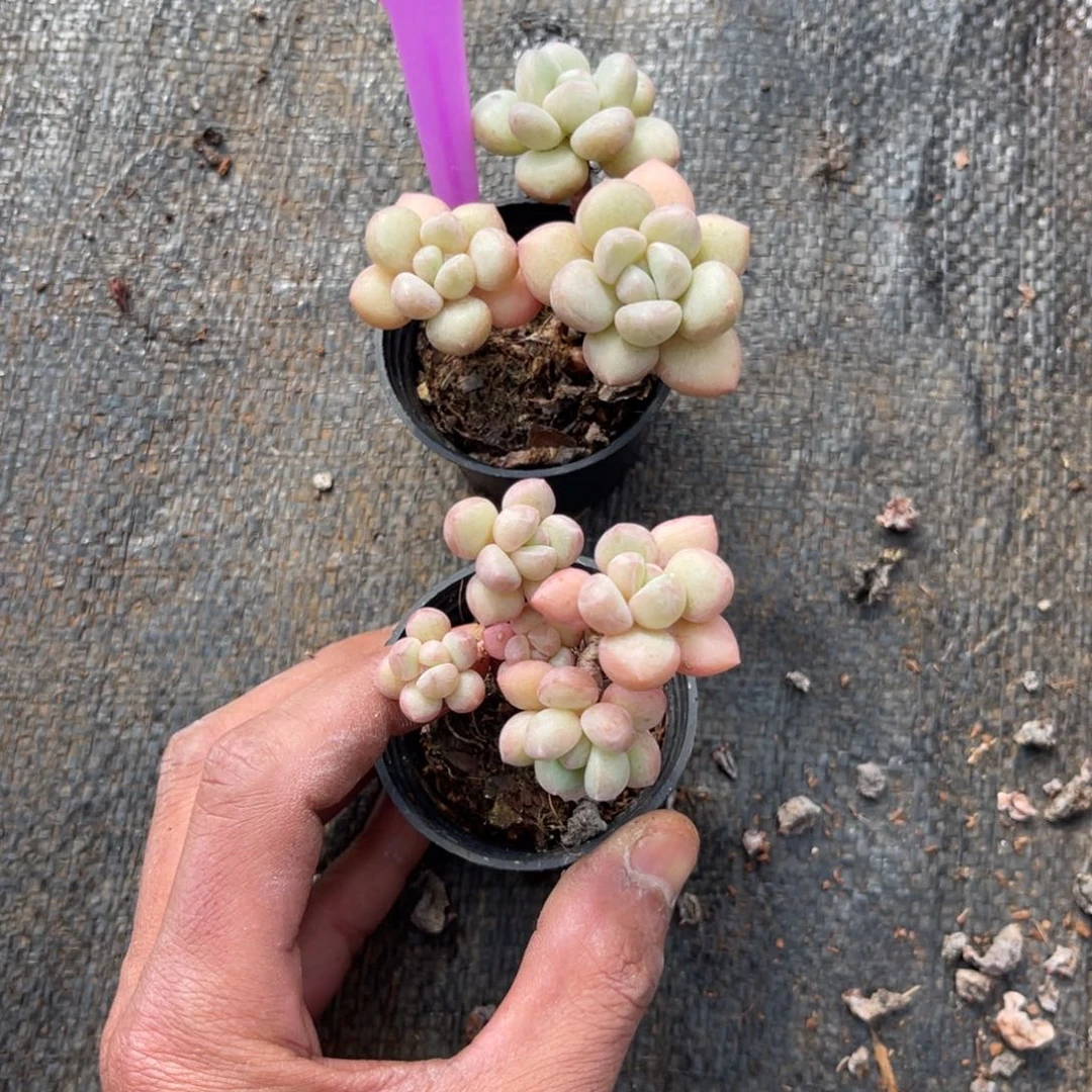 云尘多肉一物一拍850，