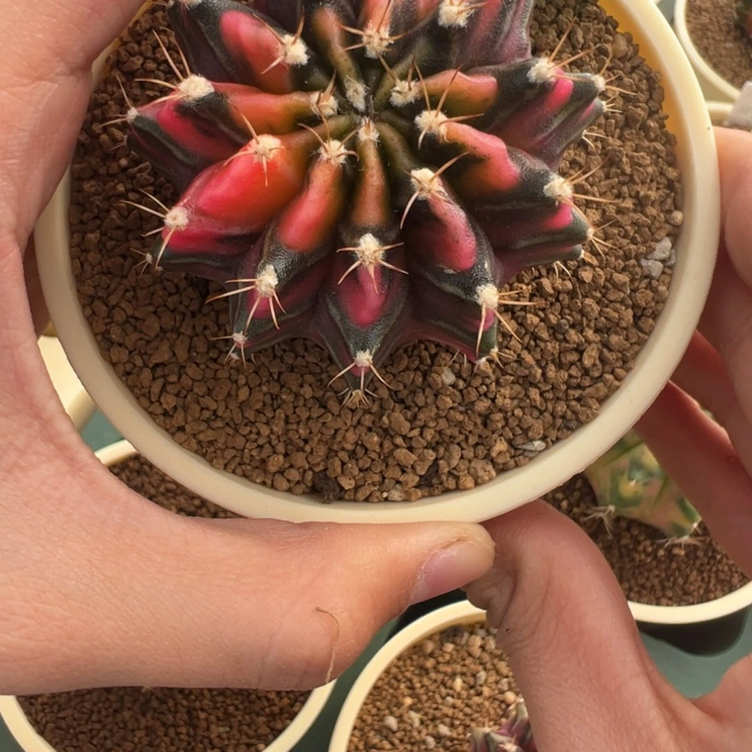 882 好看的米哈冲冲冲