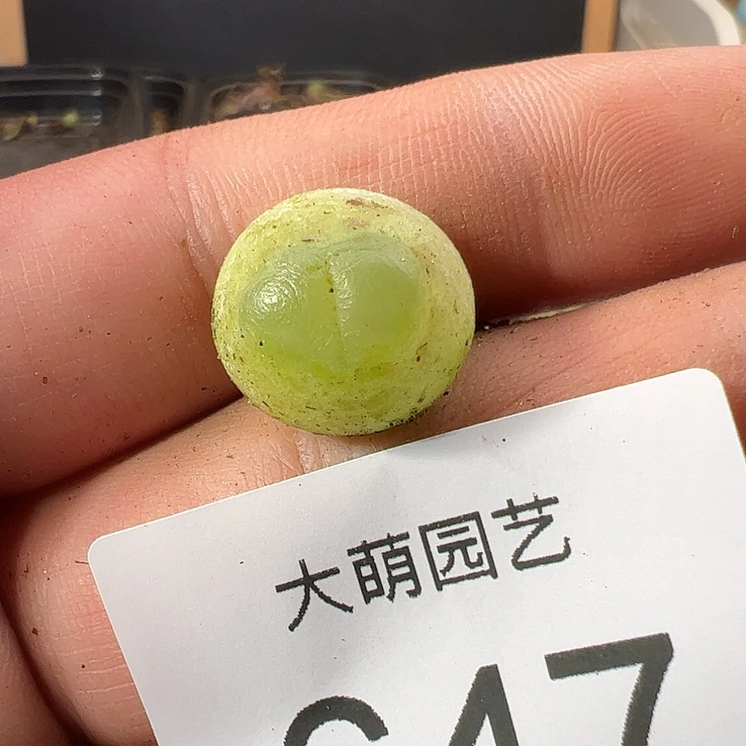 0000647 一物一拍……