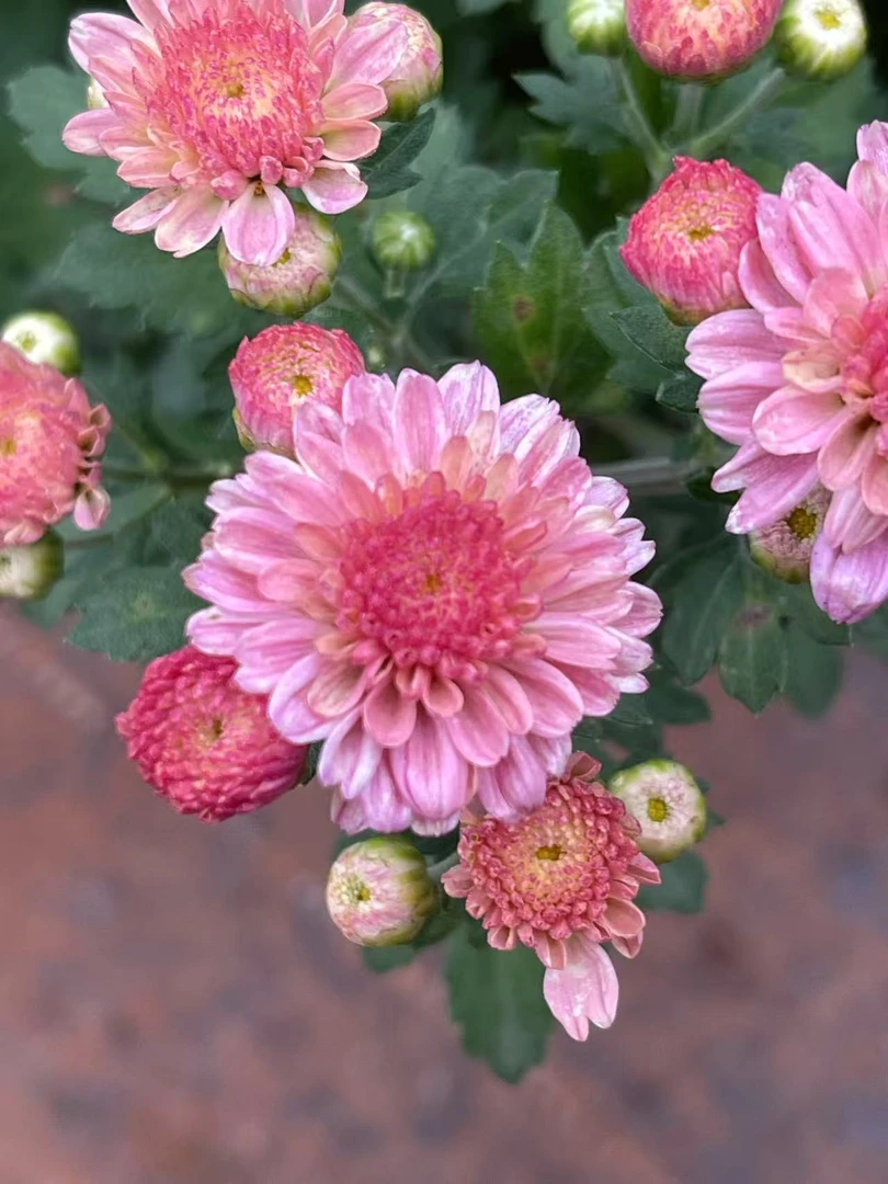菊花【粉黛公主】多年生耐高温低温，地栽盆栽好养，开花机器。