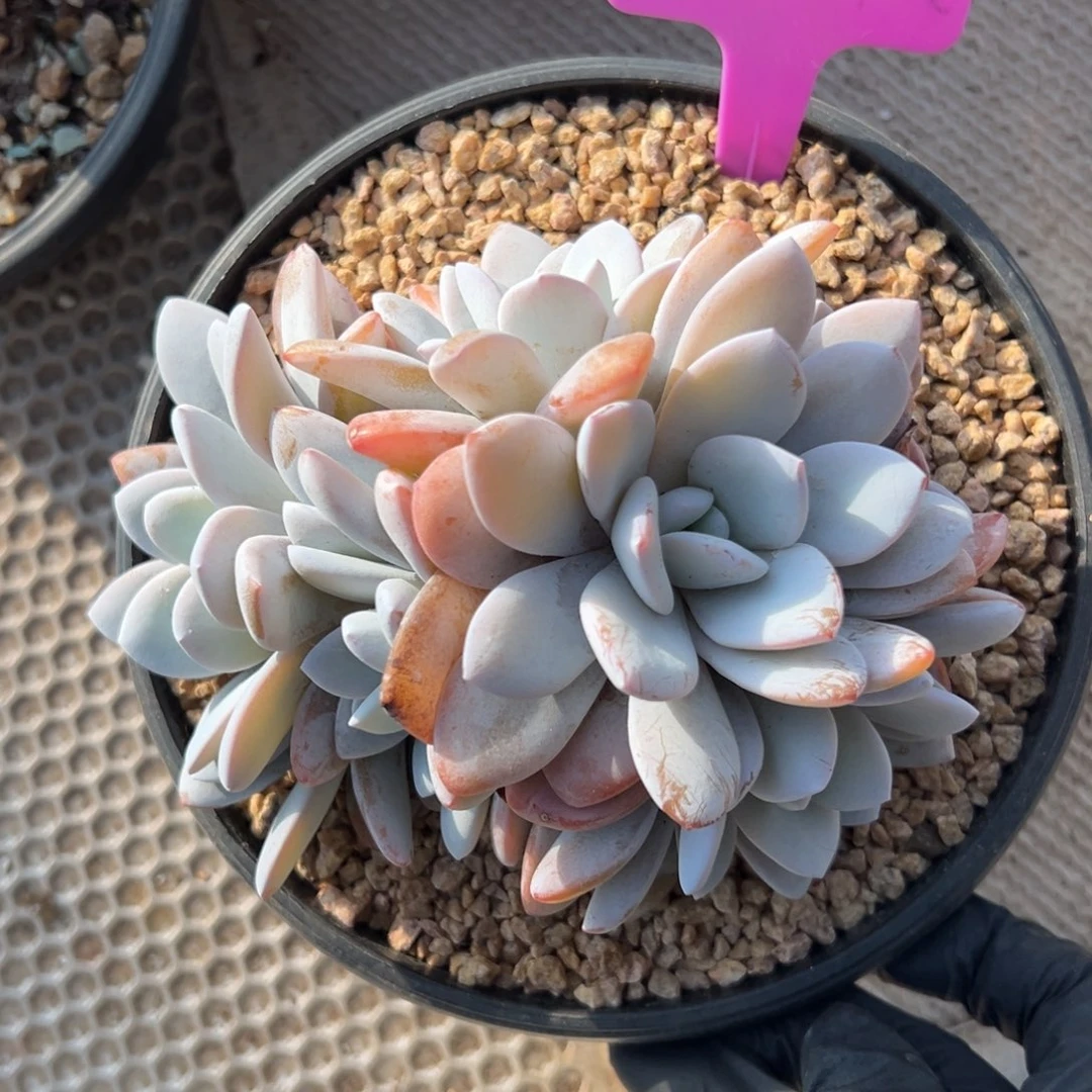 雪莲默认有砍11111111111