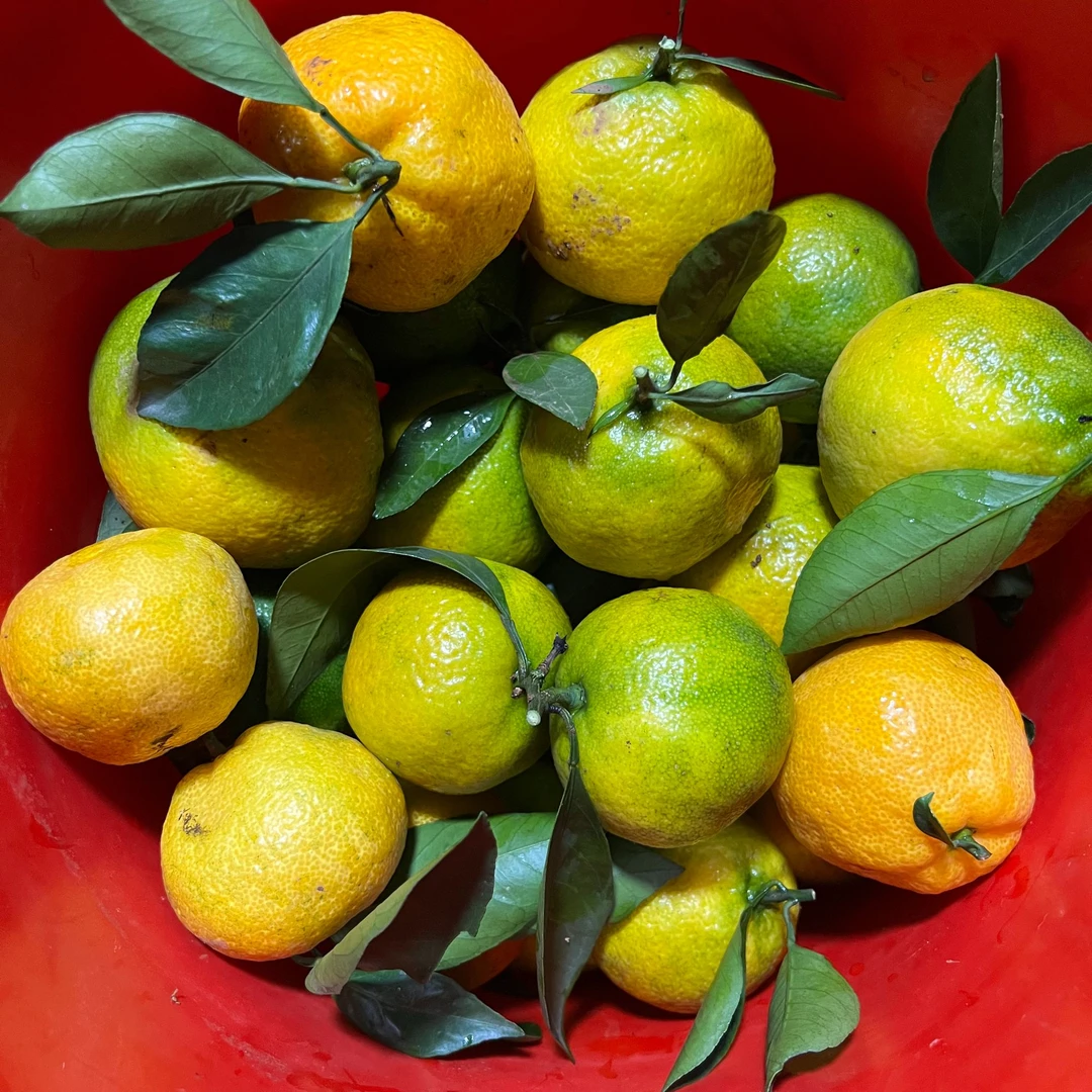 湖北蜜橘柑橘当季新鲜水果青皮橘子