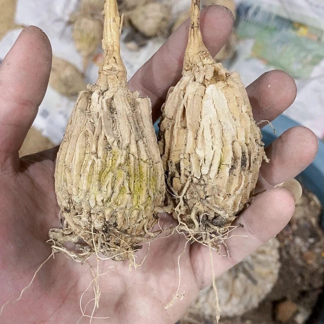 龟甲莫罗两颗。