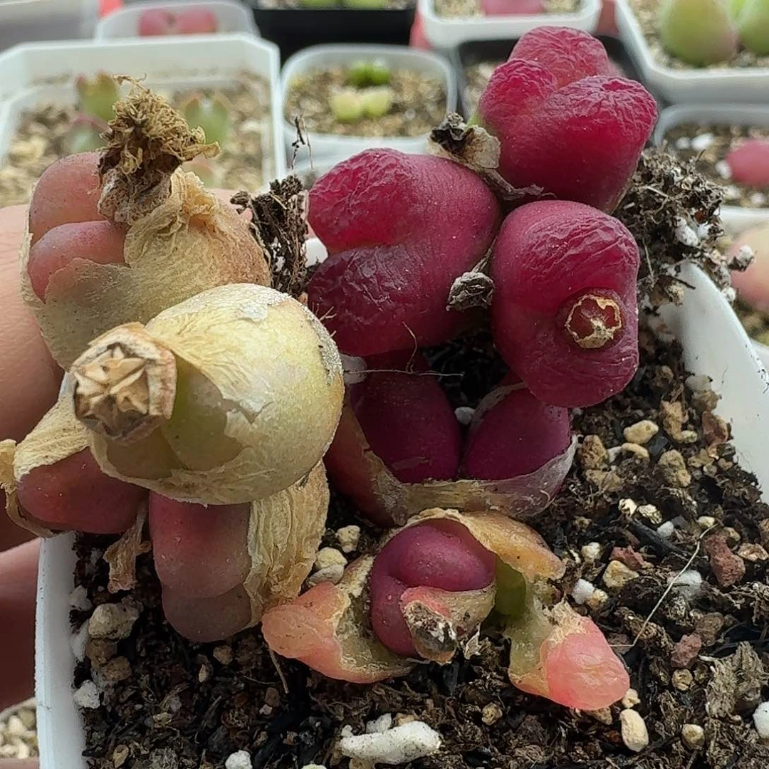 L**y老马生石花毛444