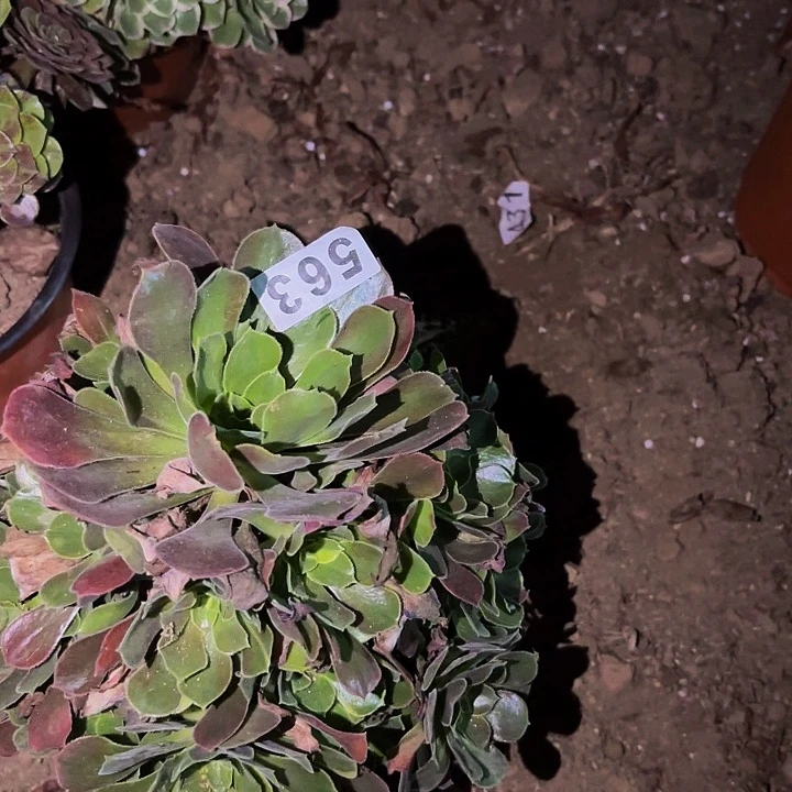 563香妃多肉植物不售后