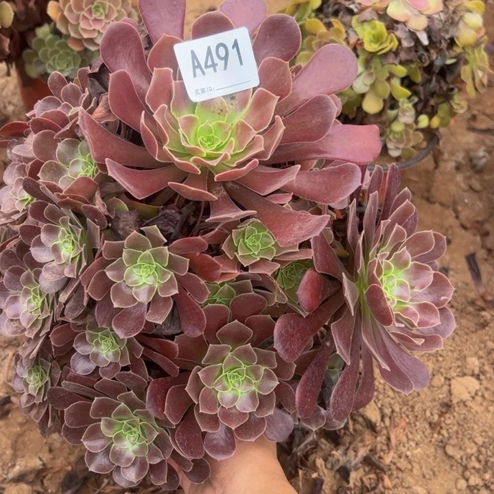 欧子多肉植物491.
