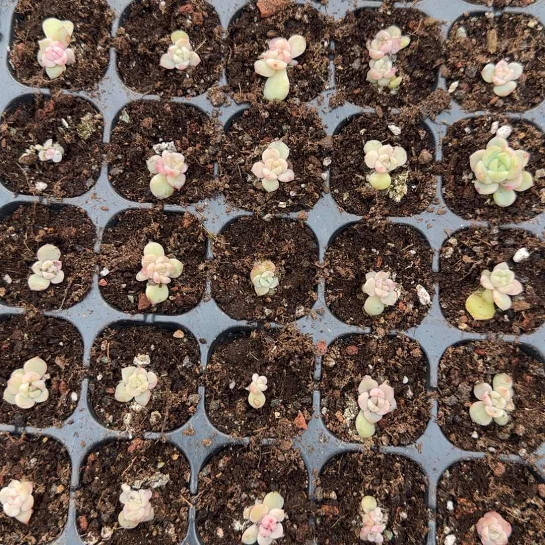 322 穴5个满25包邮