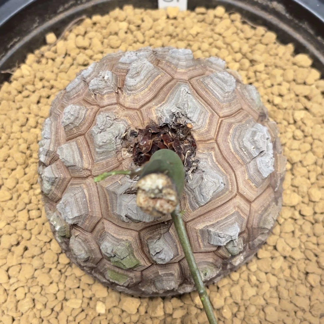 945龟甲龙不退不换