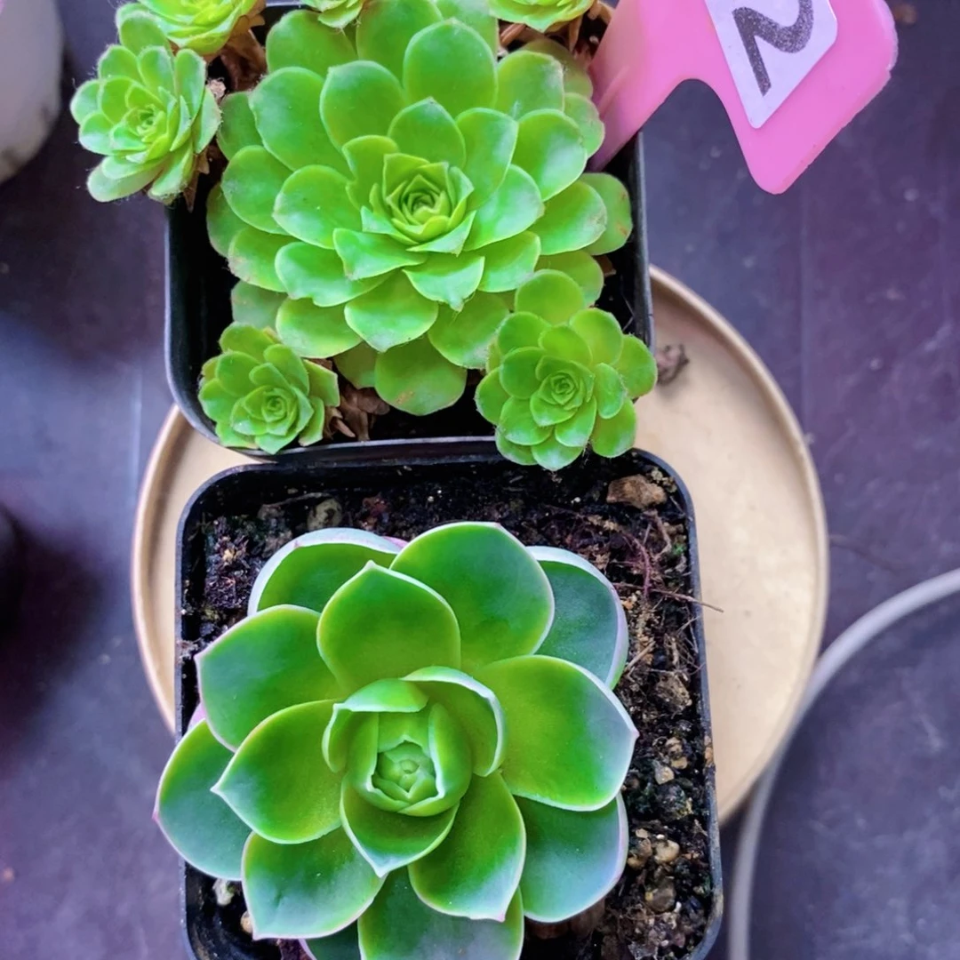 山地玫瑰新粉福利一物一拍652