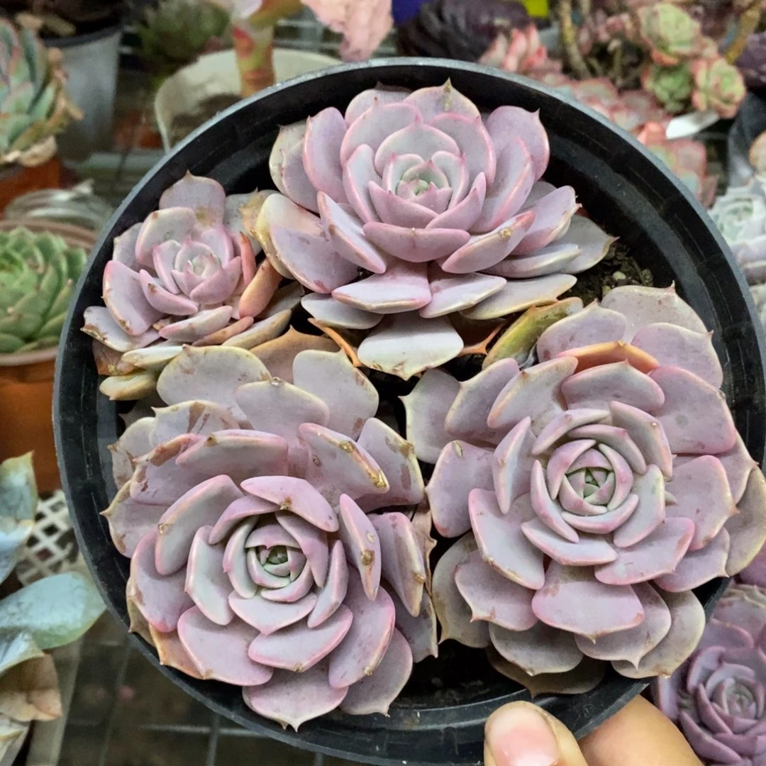 粉蝶三头起发老桩