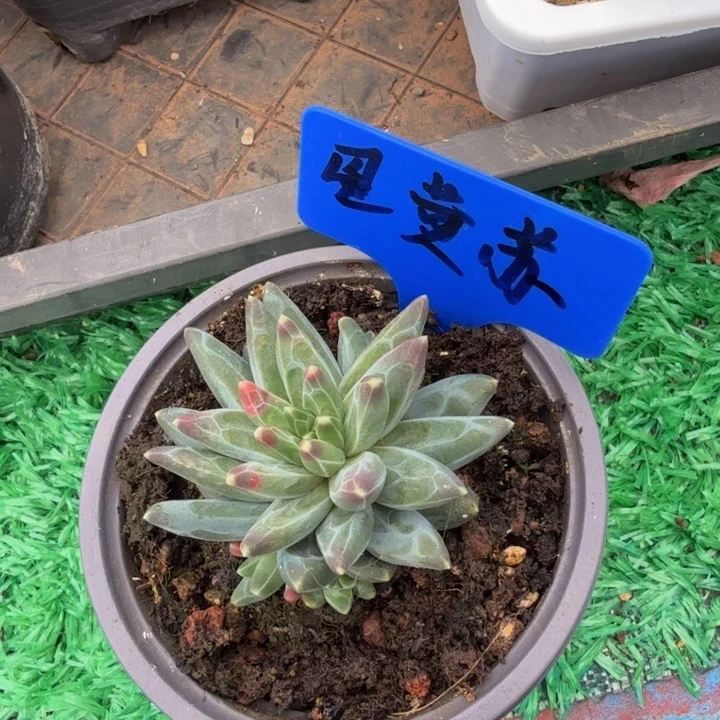 美人系列多肉红柯园艺