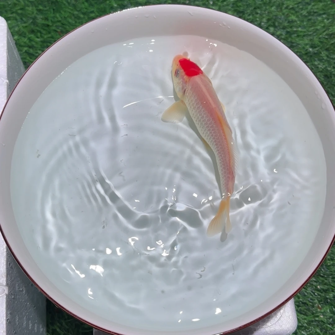 孤***九锦鲤锦鲤观赏鱼锦鲤