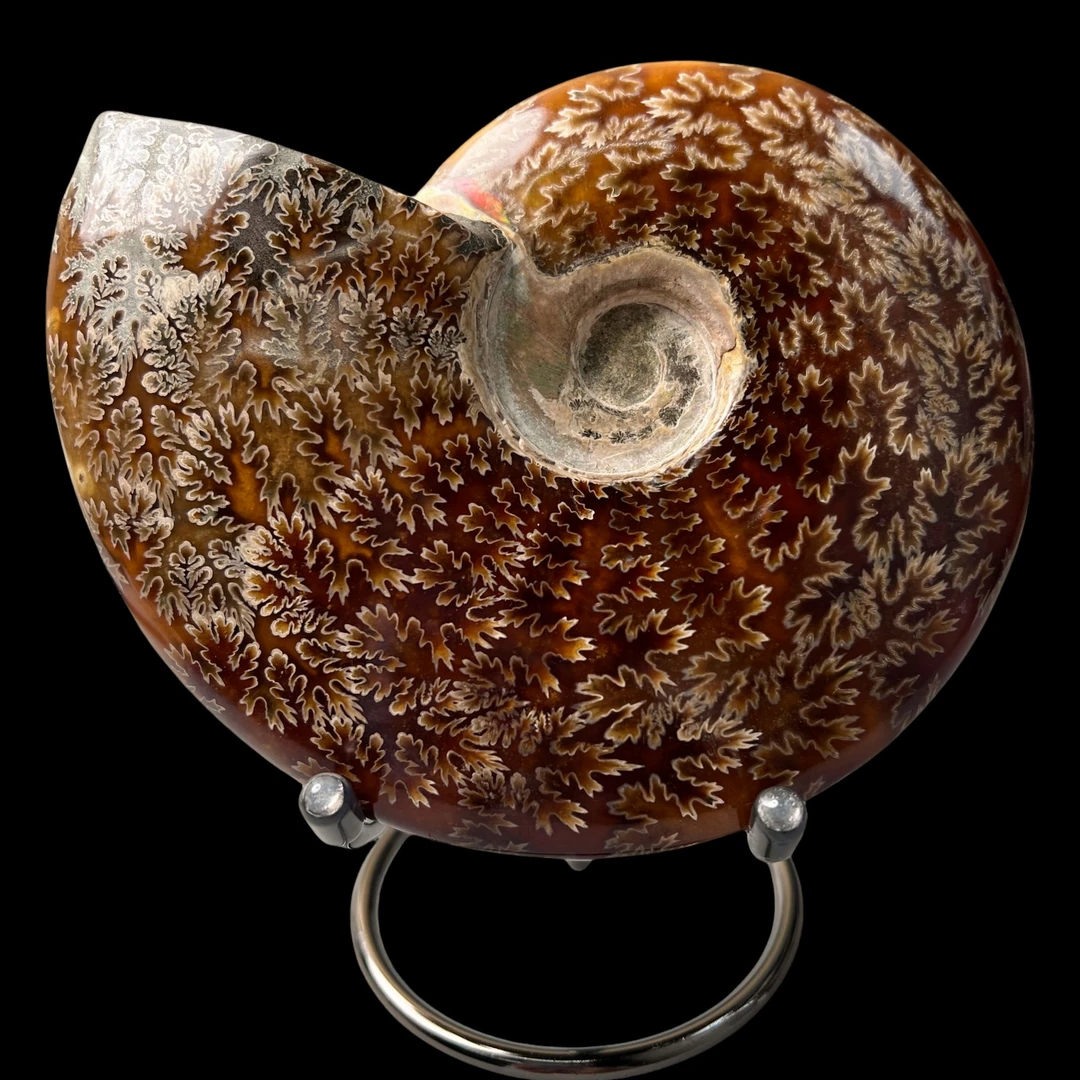 【 叶菊石（摆件）】144.5mm 玉化 马达加斯加 BZ 古贝壳N-1 E14