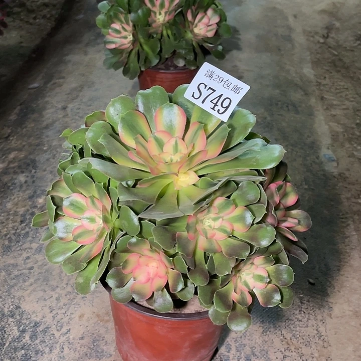 749香妃多肉植物