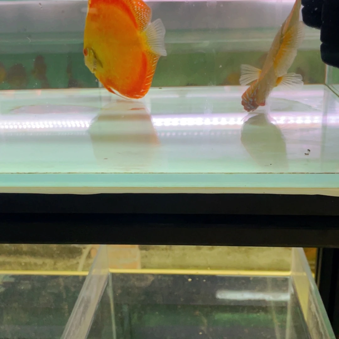 神仙鱼O**n野菜第一代黄金