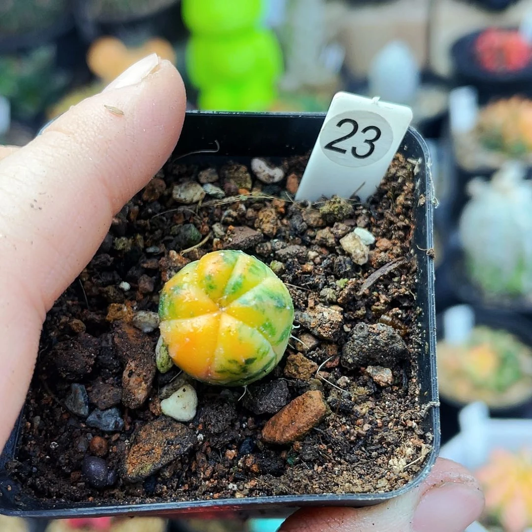 1.6cm 非偏远地区满25包邮仙人球