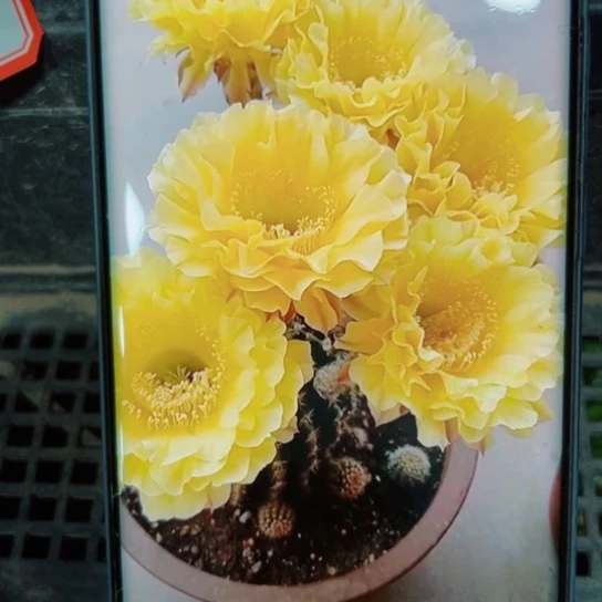 下38彩草娇媚歪无根侧芽3一4公分左右20包邮