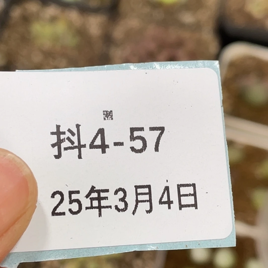 爱***桃4-57肉锥多肉植物