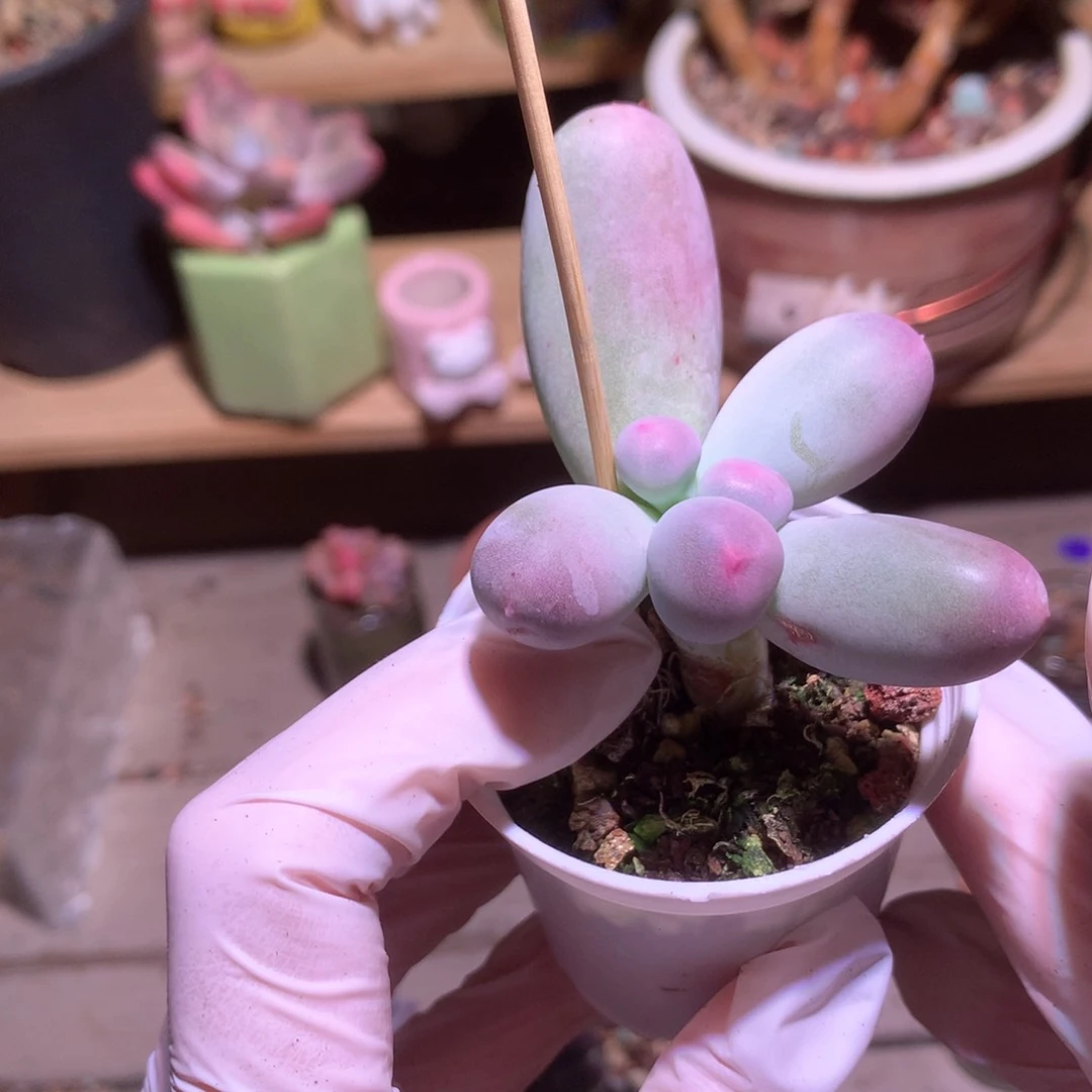 米可奶酪多肉韩国母本