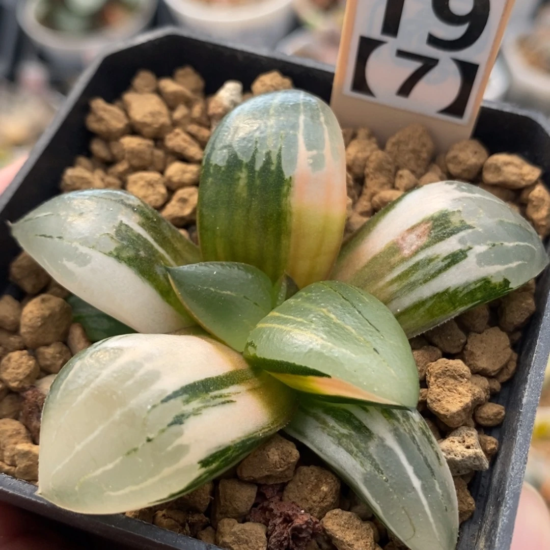 19阿房宫锦一物一拍