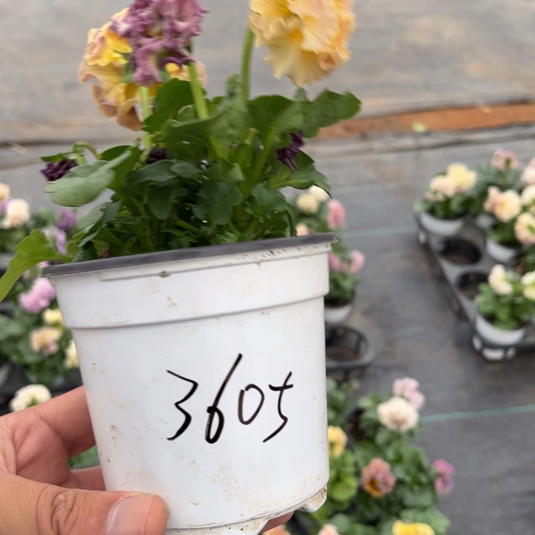 大部分花苞少量开放3605