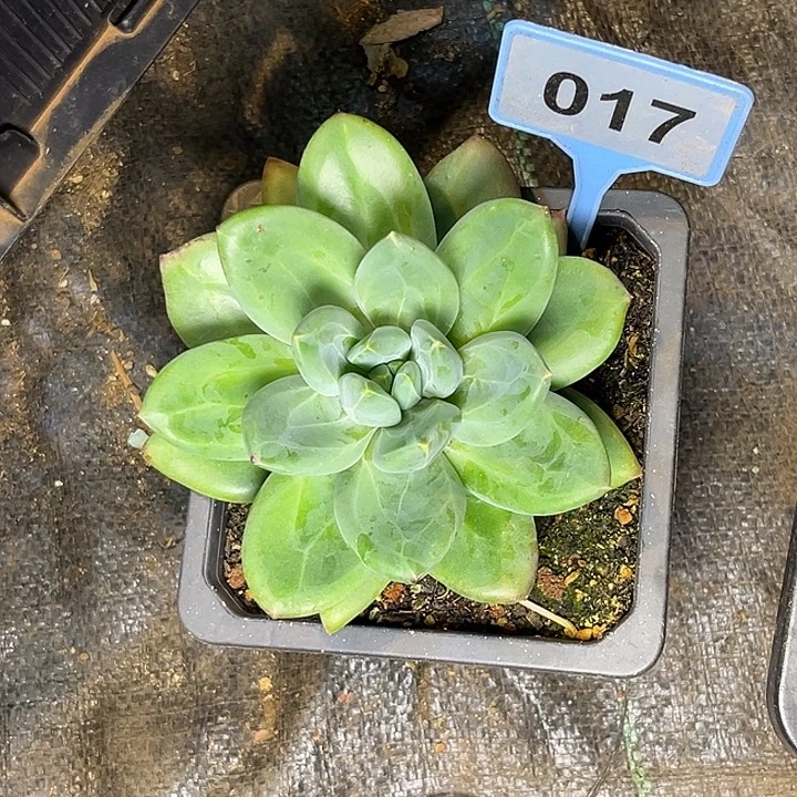 多肉植物胖体海洋017