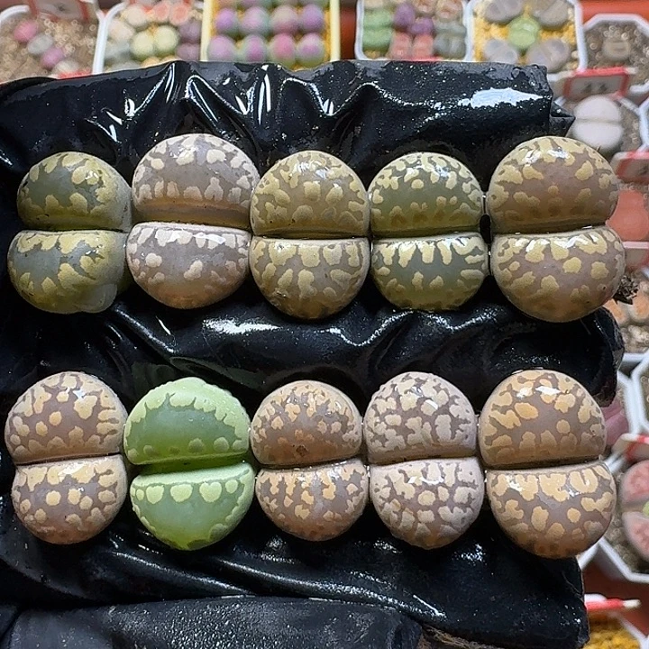 生石花111111。    67