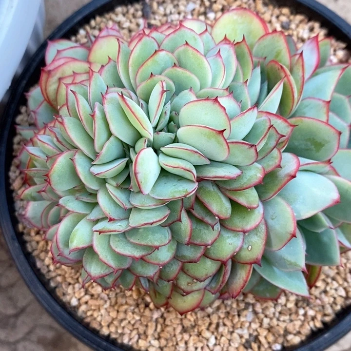 闷**弟我是真的很喜欢