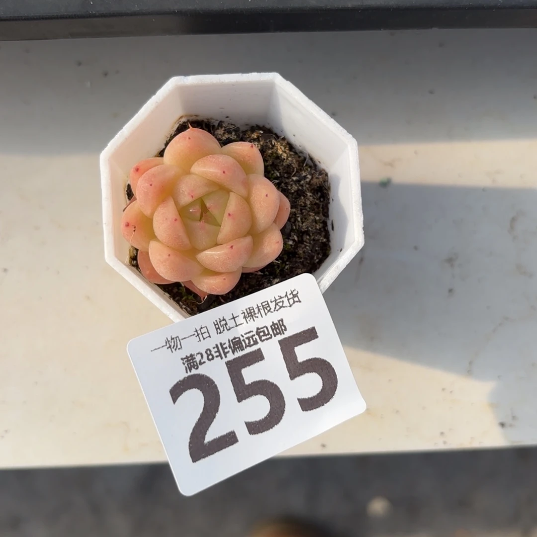 麦秆单头无盆土发货