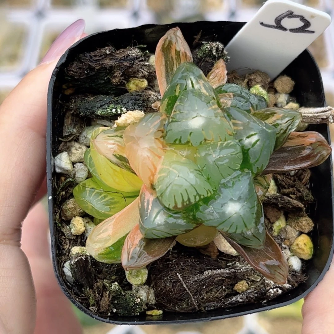 52老川灯芯玉露锦福利专场