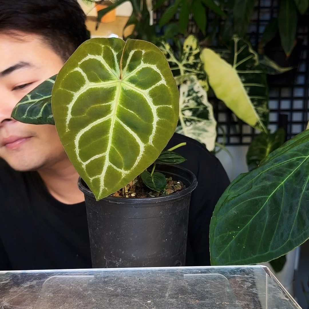 不开花植物C139极致圆脸杂泡泡