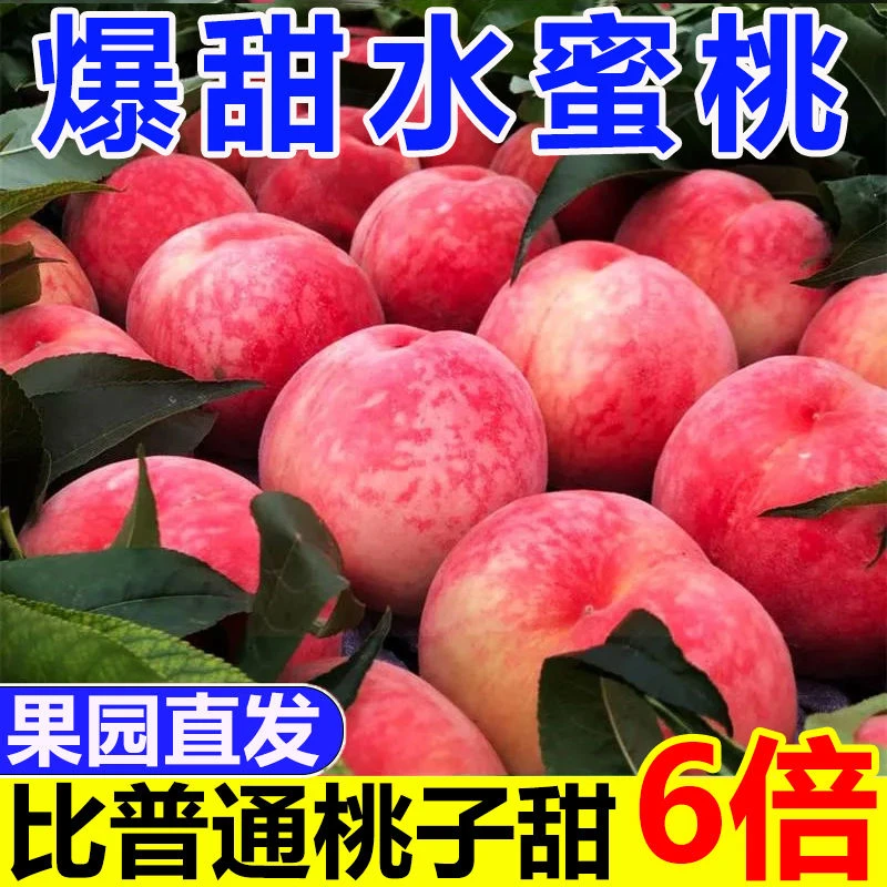 【产地直发】现摘新鲜多汁水蜜桃脆甜爽口应季坏果包赔春雪突围