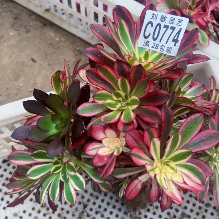 @*慧冰淇淋锦砍头多肉植物0774