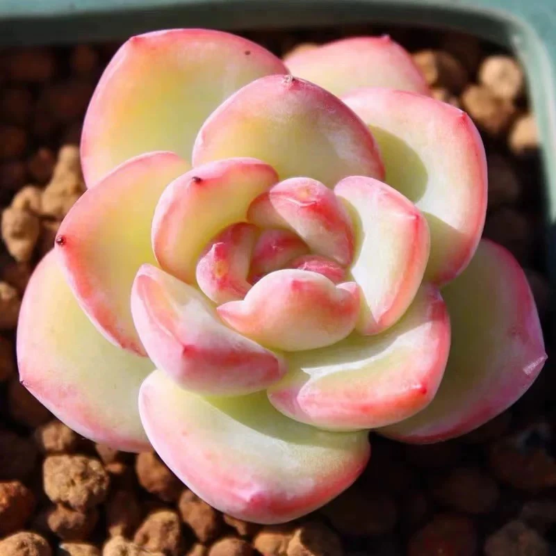 穴盘泡芙3颗3-4cm【满9.9包邮】多肉植物以直播间展示为主