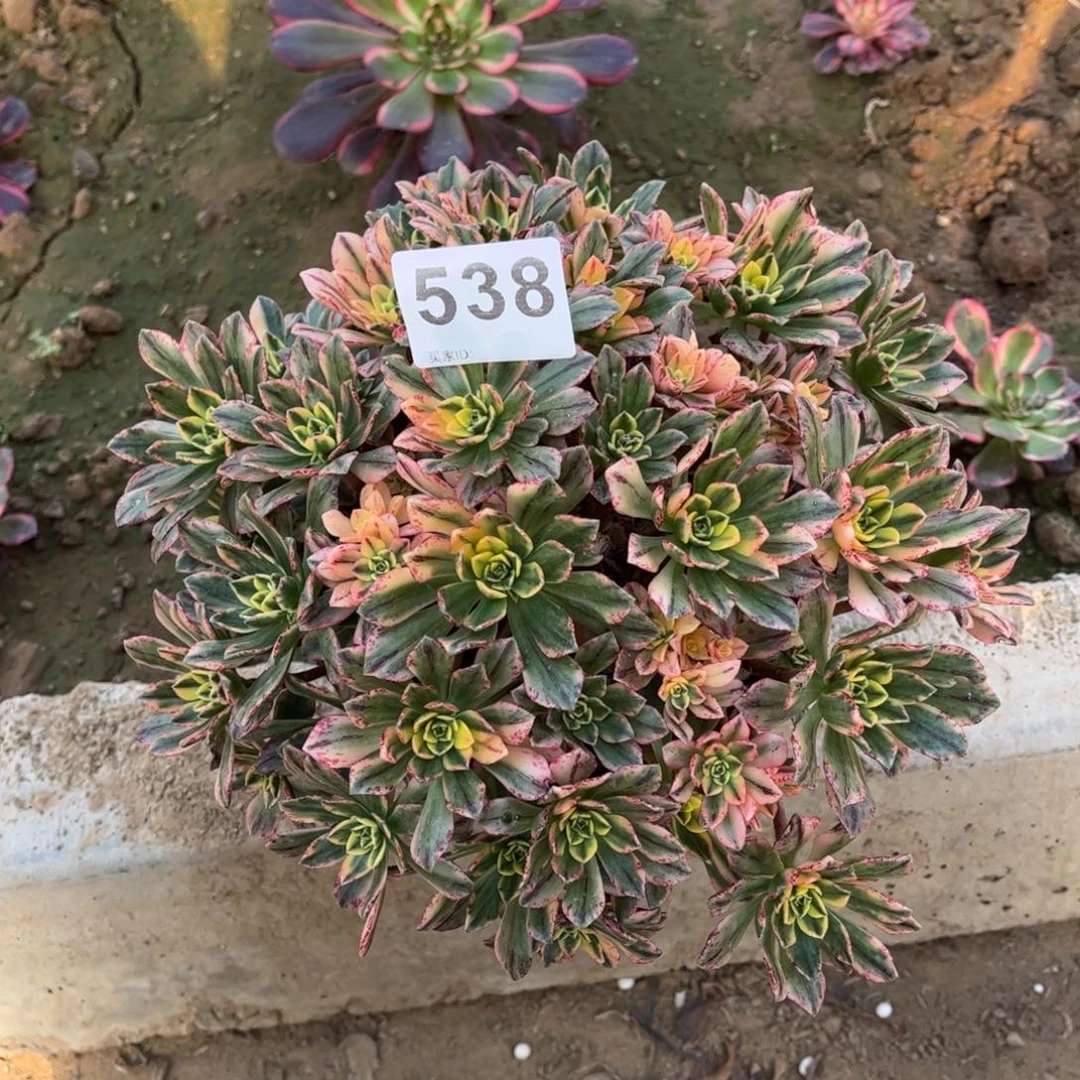 甜茶538不包断枝的