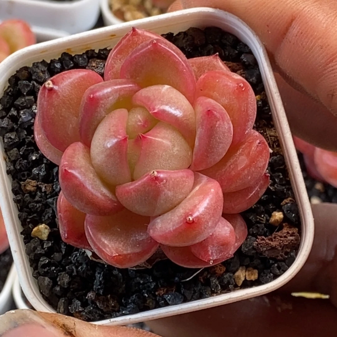 天官赐福百无禁忌