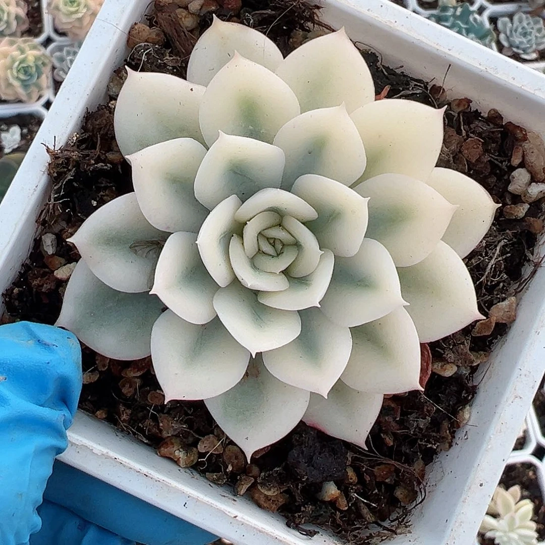 月亮仙子锦，宽覆轮锦