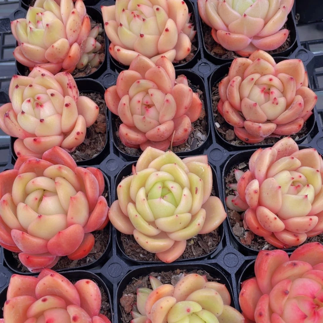 151号 宽叶全状态果冻珍妮两个